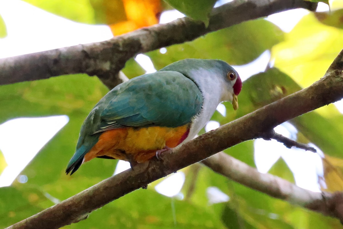 Beautiful Fruit-Dove - ML646118865
