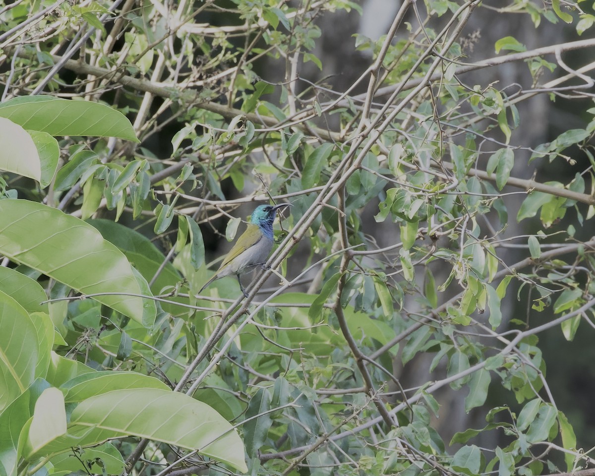 Green-headed Sunbird - ML646118872