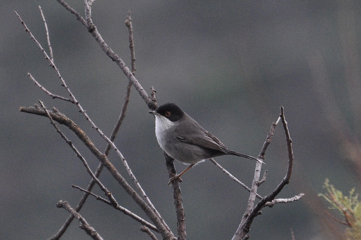 Sardinian Warbler - ML646118877
