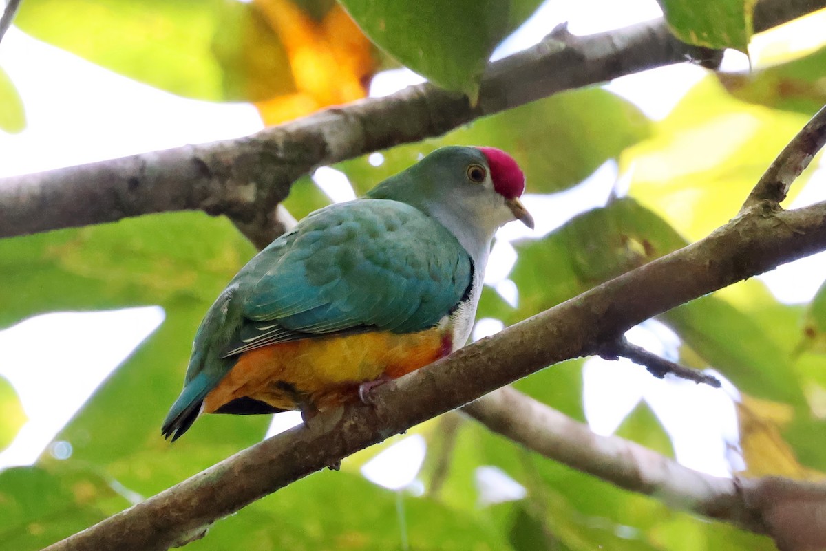 Beautiful Fruit-Dove - ML646118880
