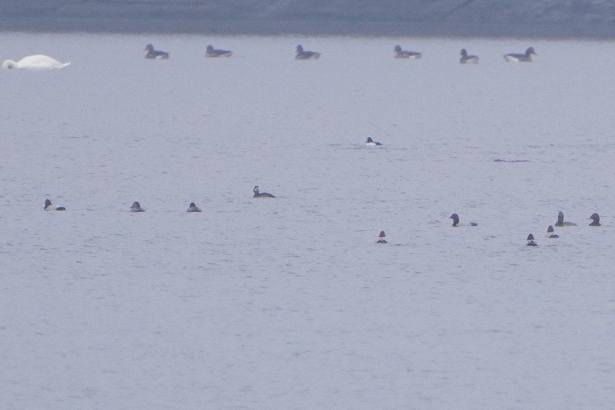 Greater Scaup - ML646118883