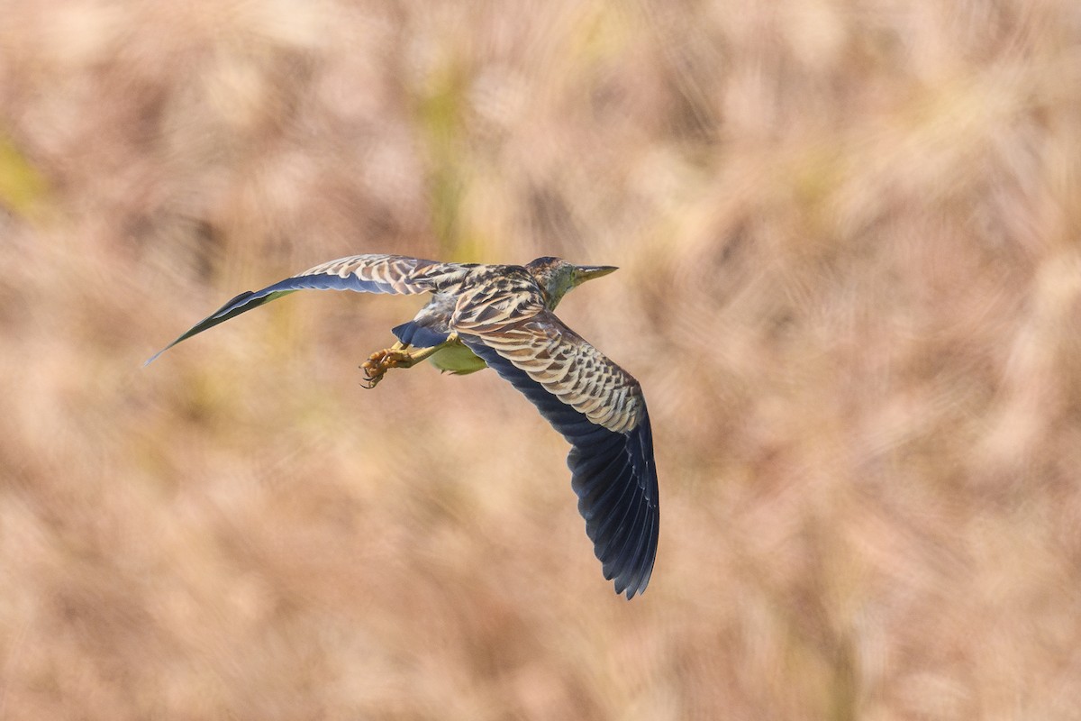 Yellow Bittern - ML646118887