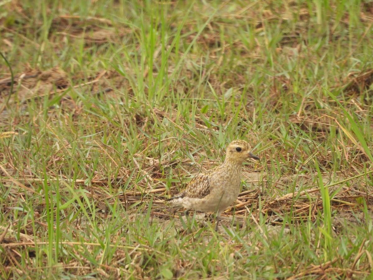 Pacific Golden-Plover - ML646118888