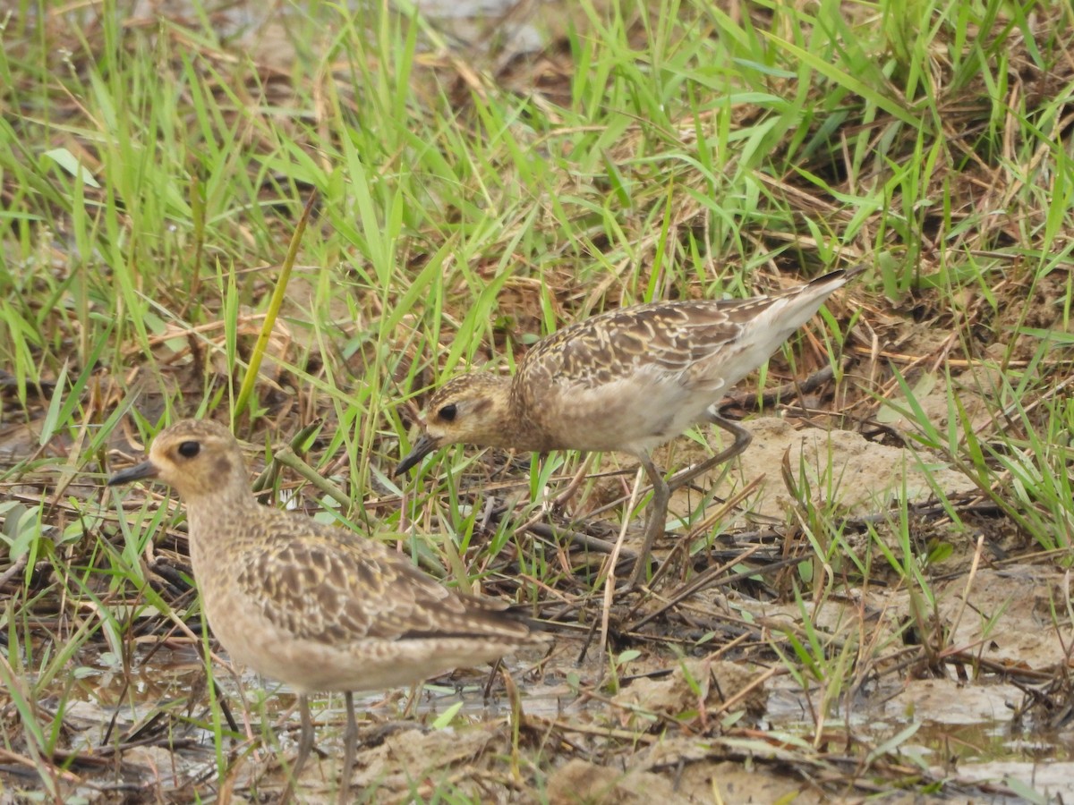 Pacific Golden-Plover - ML646118889