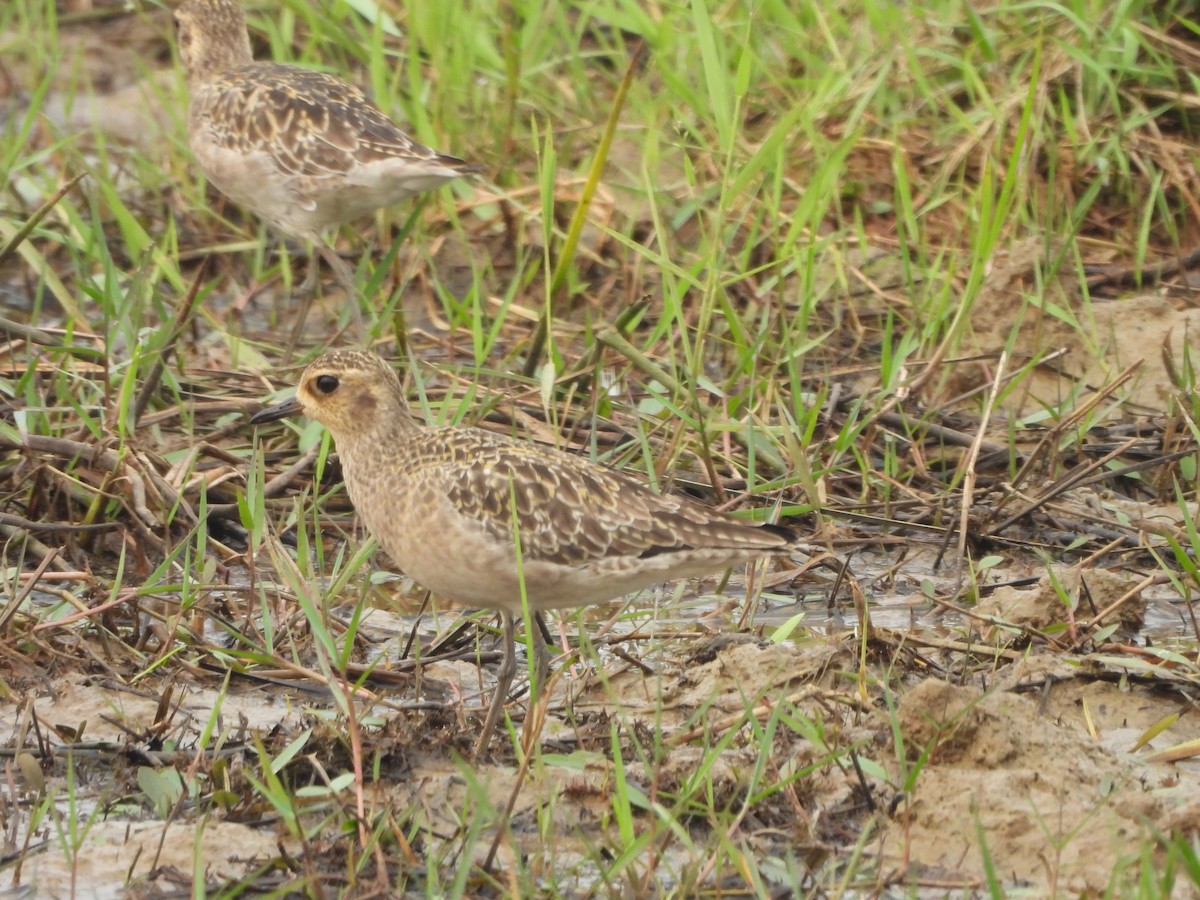 Pacific Golden-Plover - ML646118890