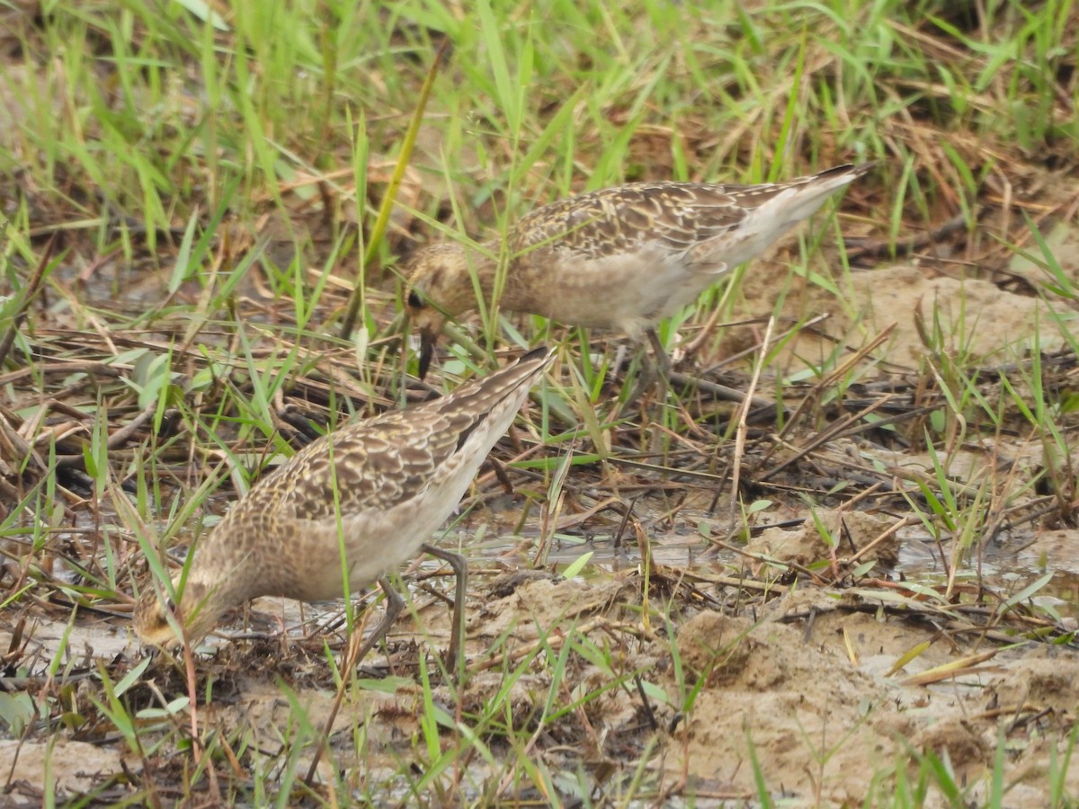 Pacific Golden-Plover - ML646118891
