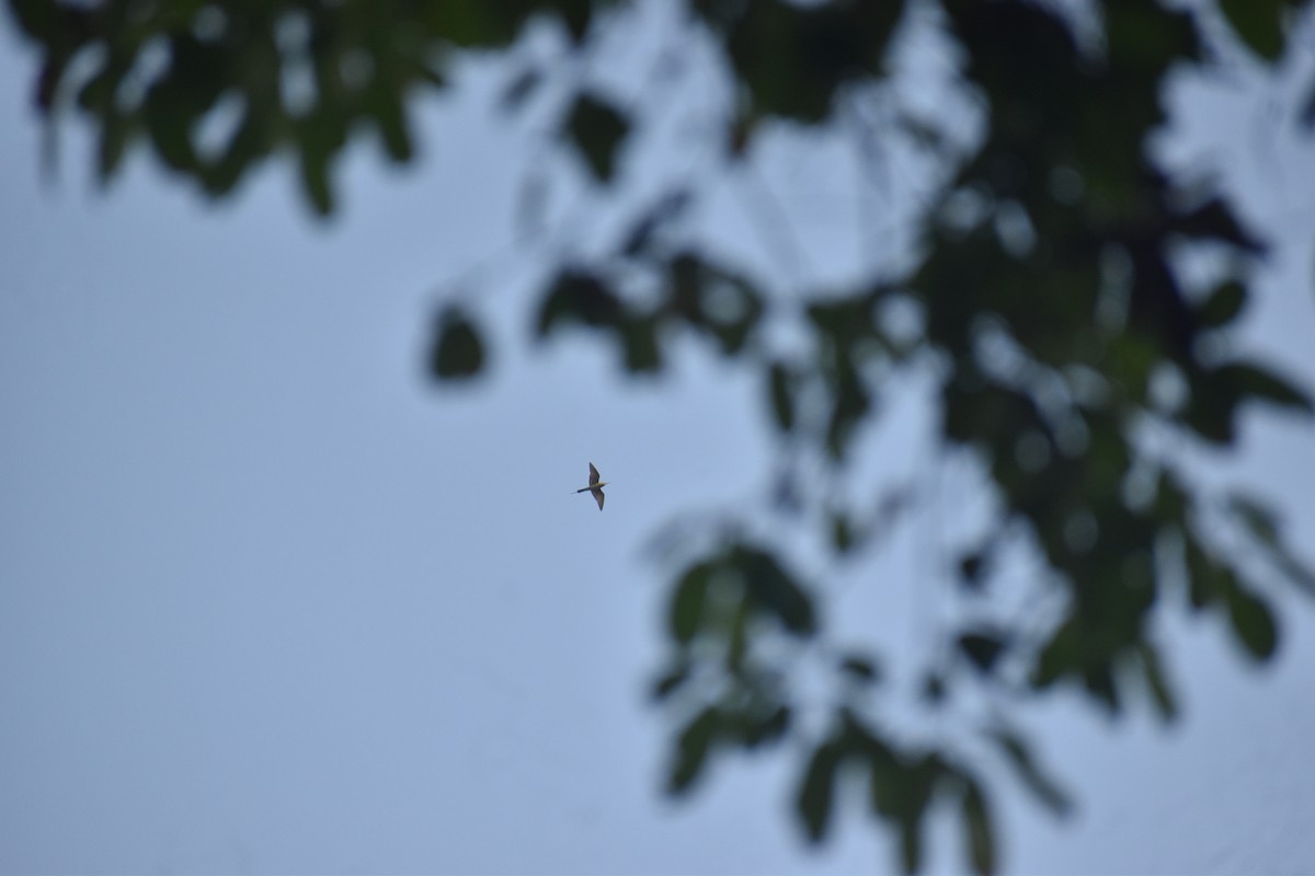 Blue-tailed Bee-eater - ML646118892