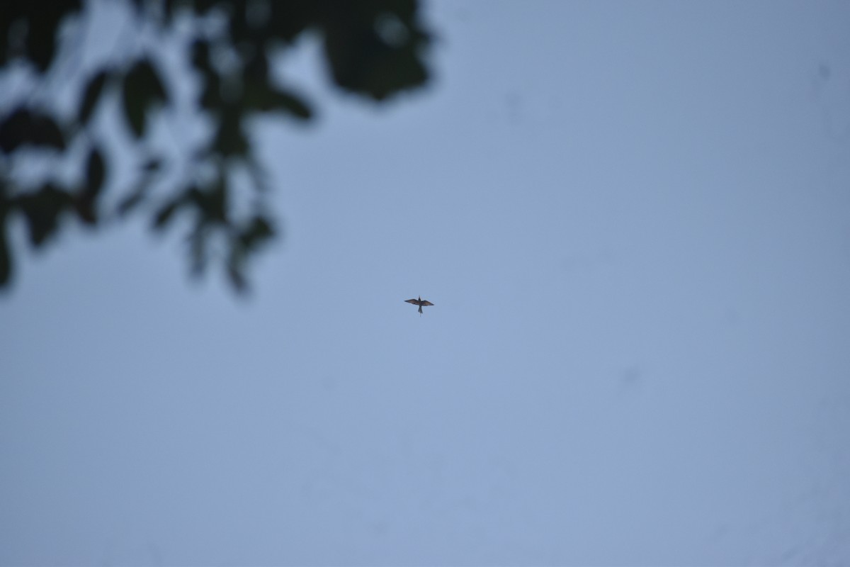 Blue-tailed Bee-eater - ML646118893