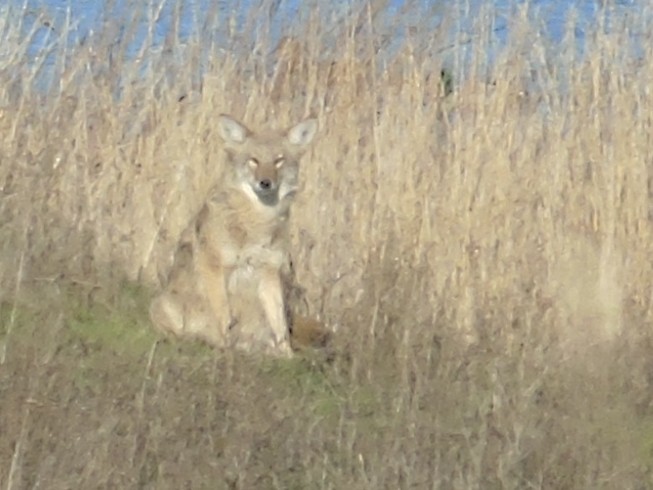 Animals - ML646118894