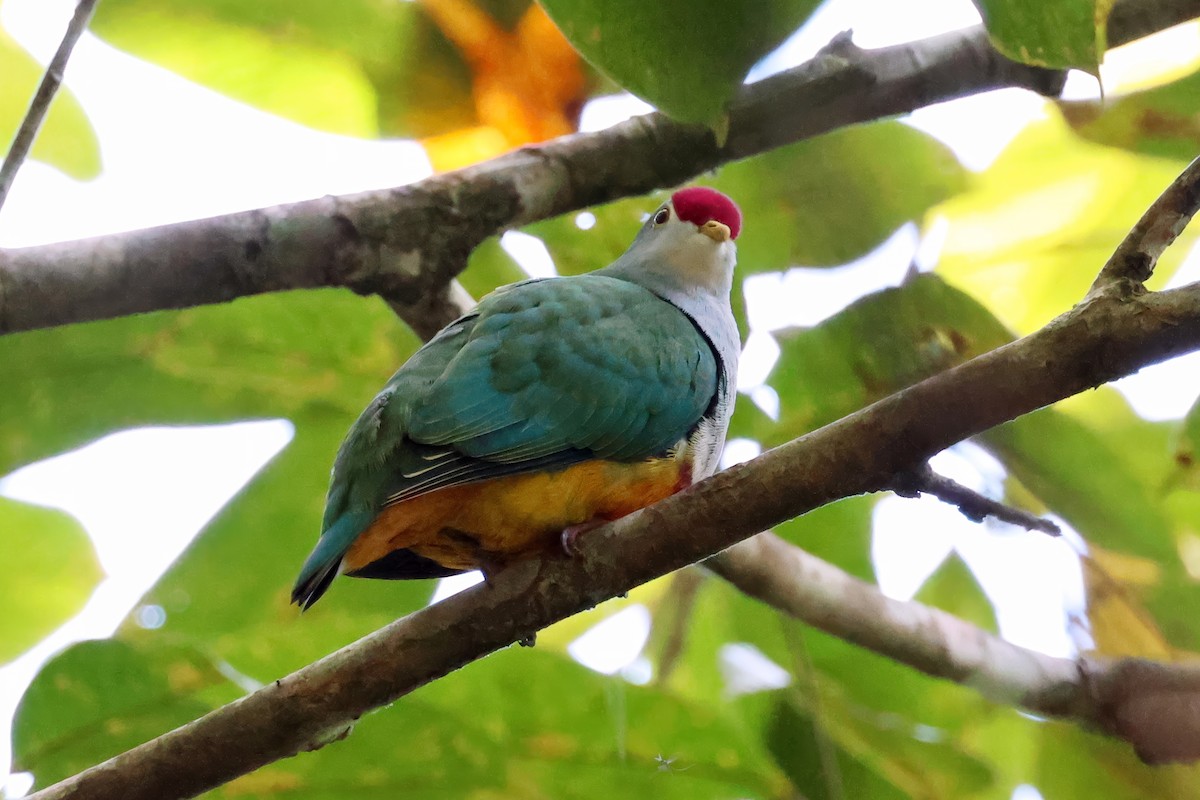 Beautiful Fruit-Dove - ML646118895