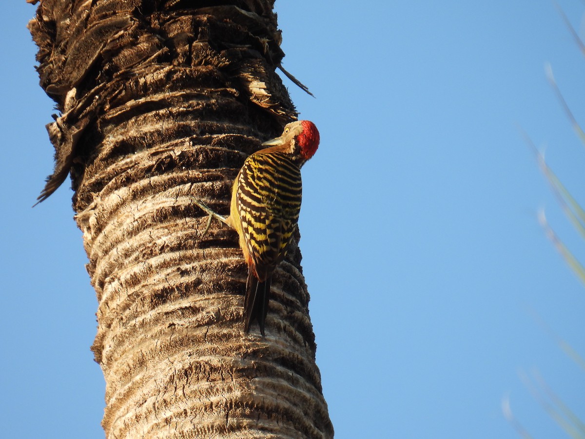 Hispaniolan Woodpecker - ML646118898