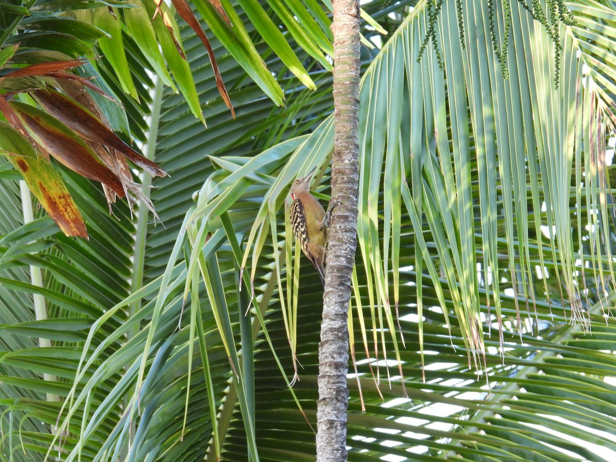 Hispaniolan Woodpecker - ML646118899