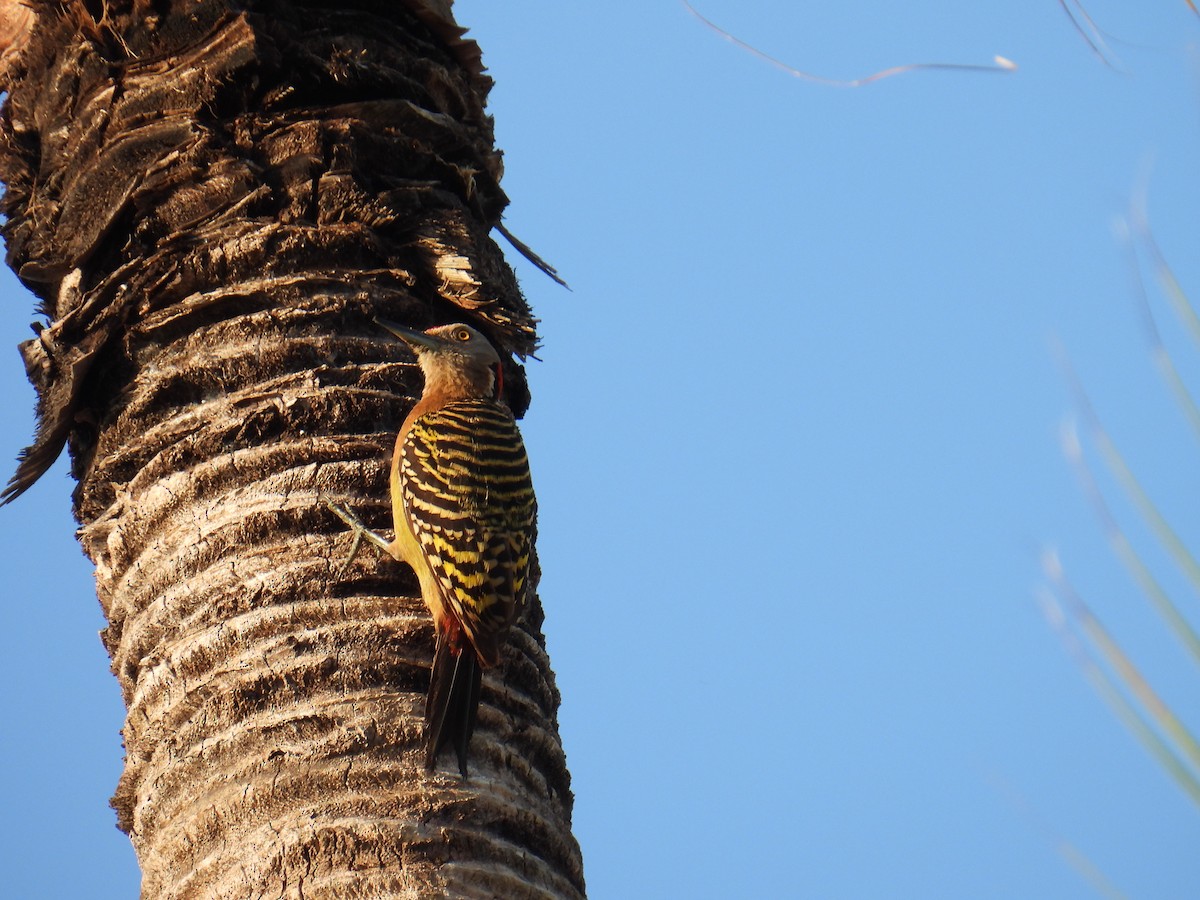Hispaniolan Woodpecker - ML646118903