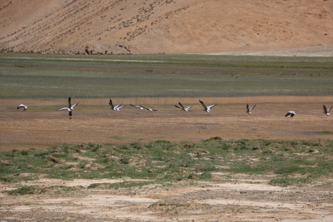 Oie à tête barrée - ML646118905