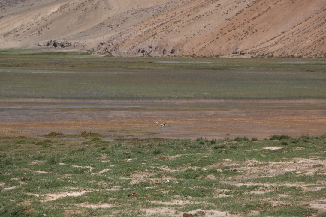 Oie à tête barrée - ML646118906