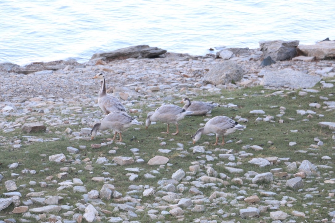 Oie à tête barrée - ML646118907