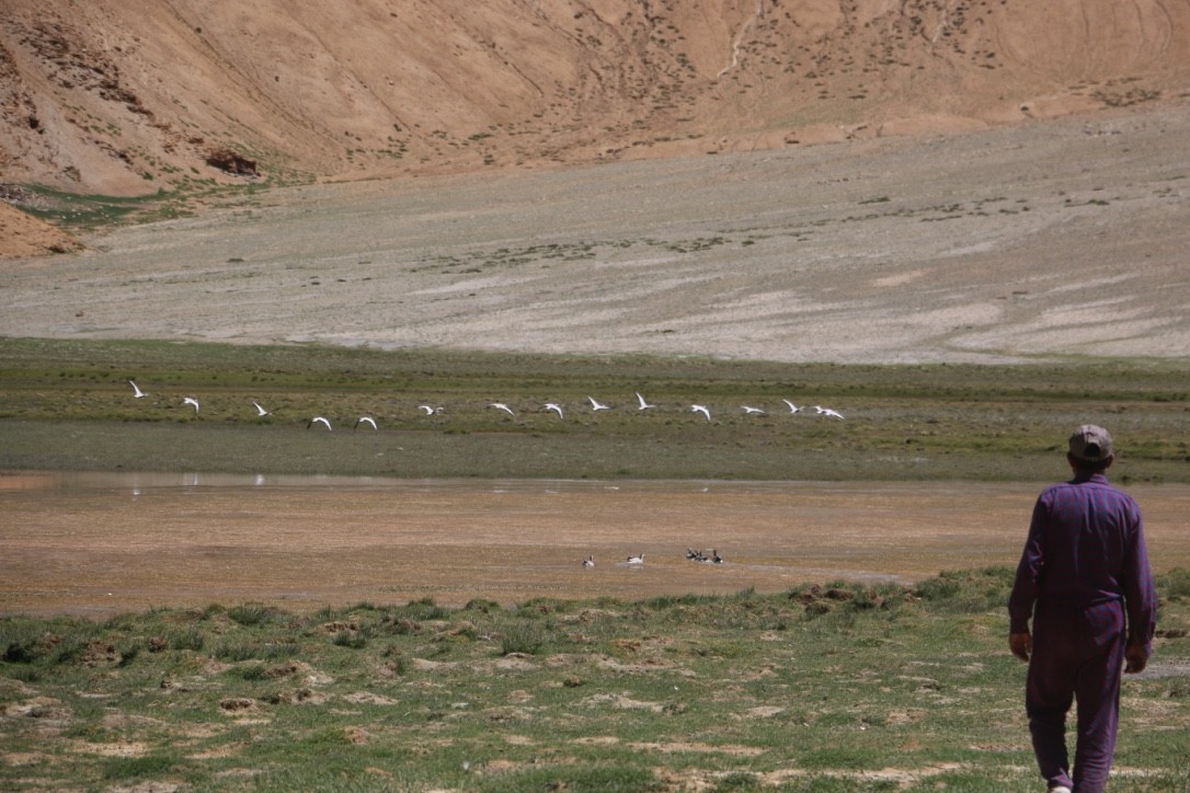 Oie à tête barrée - ML646118908