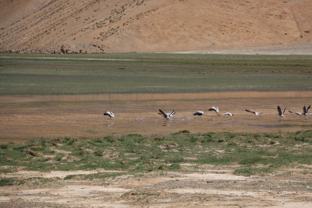 Oie à tête barrée - ML646118909