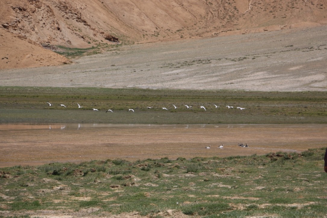 Oie à tête barrée - ML646118910