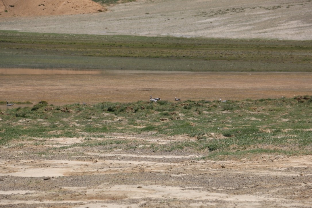 Oie à tête barrée - ML646118911