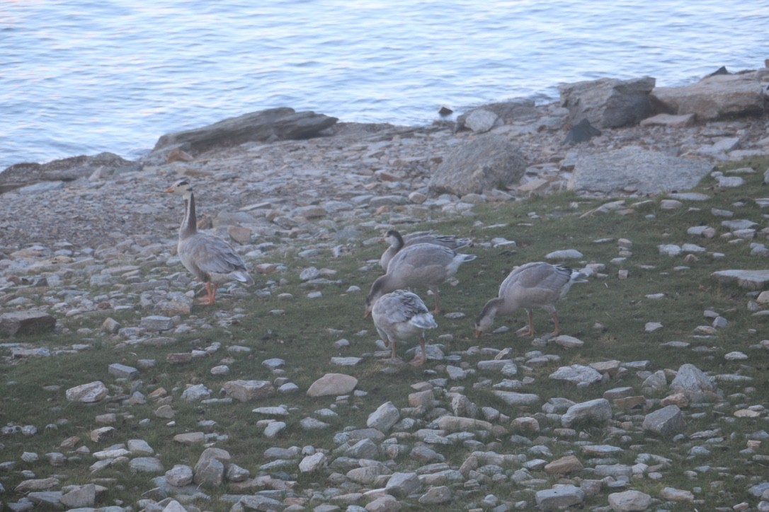 Oie à tête barrée - ML646118912