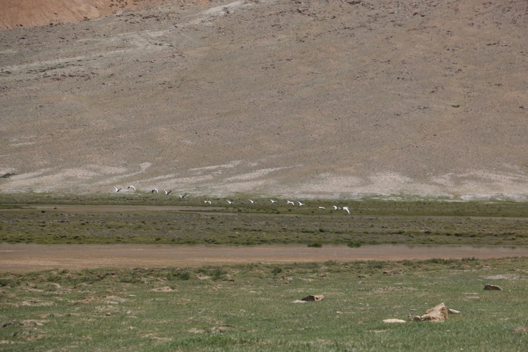 Oie à tête barrée - ML646118913