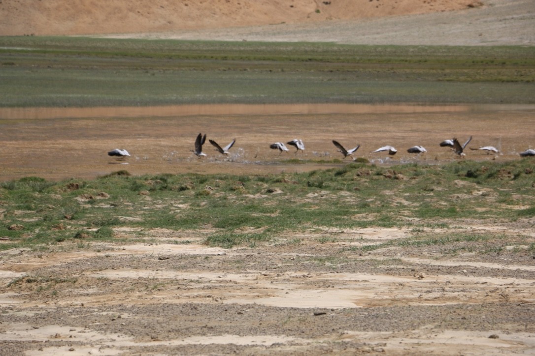 Oie à tête barrée - ML646118914