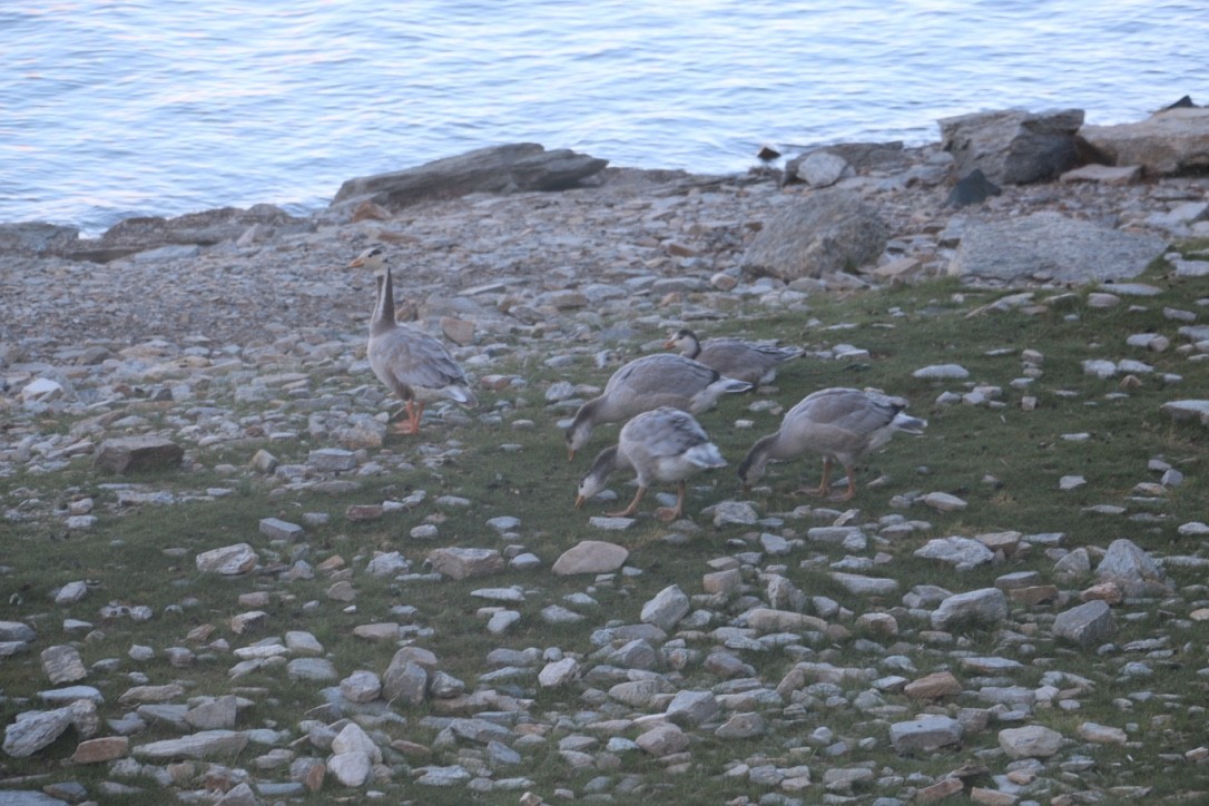 Oie à tête barrée - ML646118915