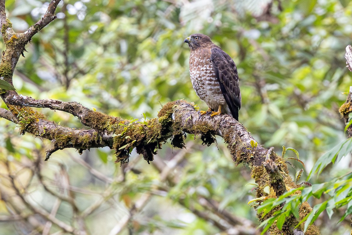 Broad-winged Hawk - ML646118926
