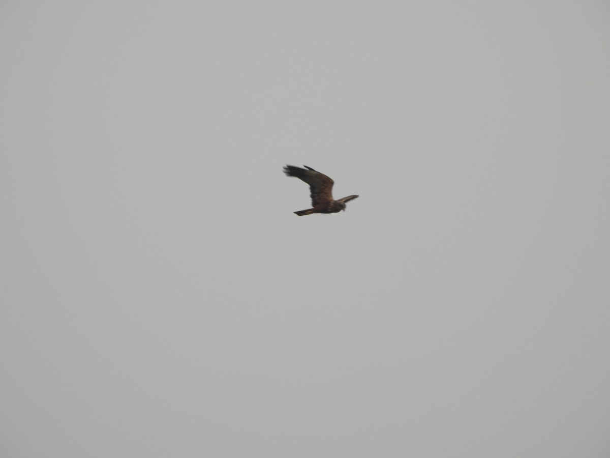 Western Marsh Harrier - ML646118937