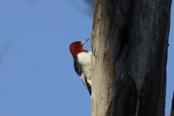 Red-headed Woodpecker - ML646118939