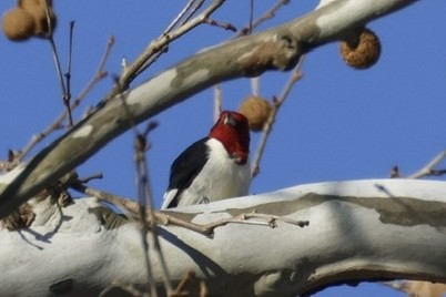 Red-headed Woodpecker - ML646118940