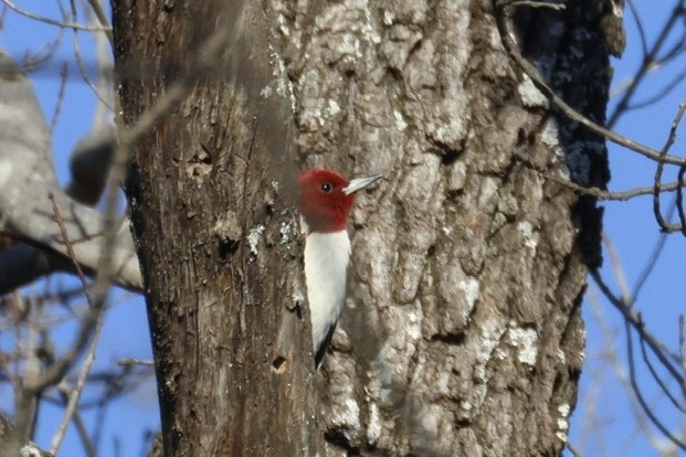 Red-headed Woodpecker - ML646118941