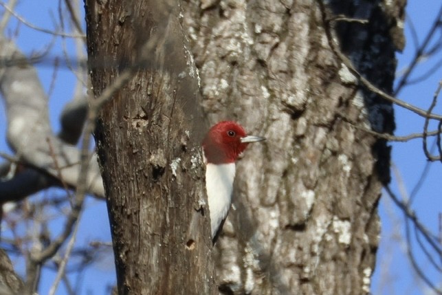 Red-headed Woodpecker - ML646118942