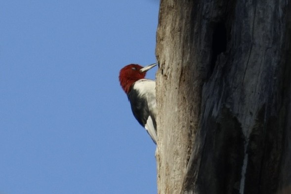 Red-headed Woodpecker - ML646118943