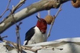 Red-headed Woodpecker - ML646118944