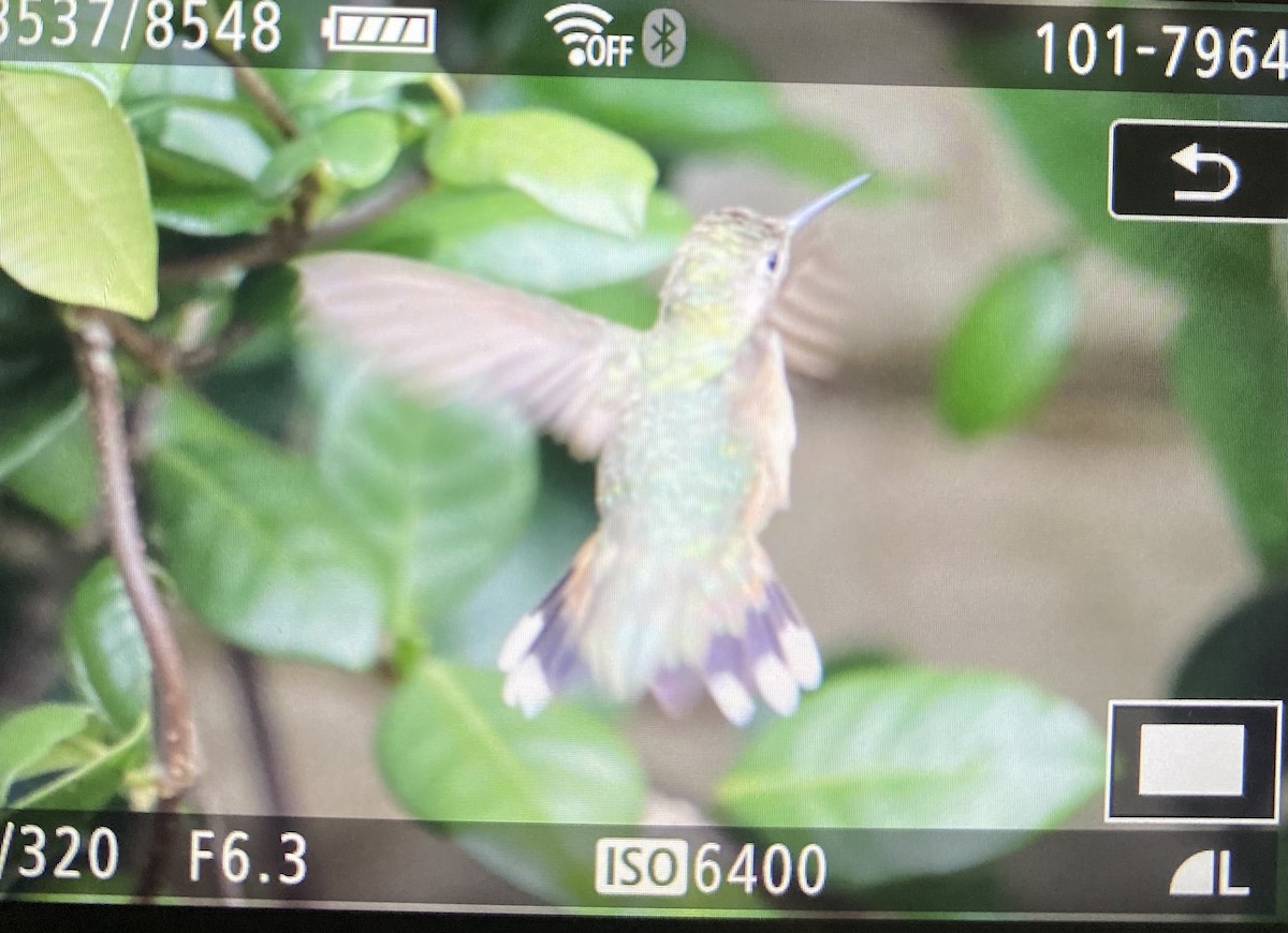 kalypta širokoocasá - ML646118966