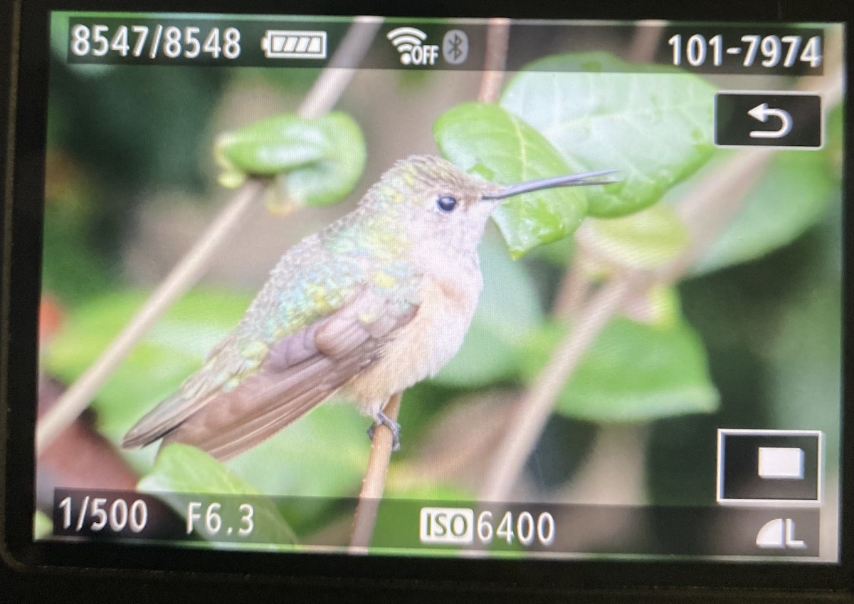 kalypta širokoocasá - ML646118967