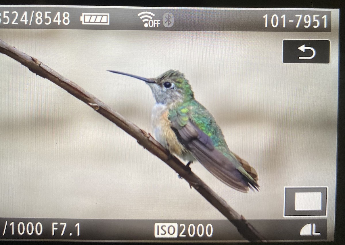 kalypta širokoocasá - ML646118968