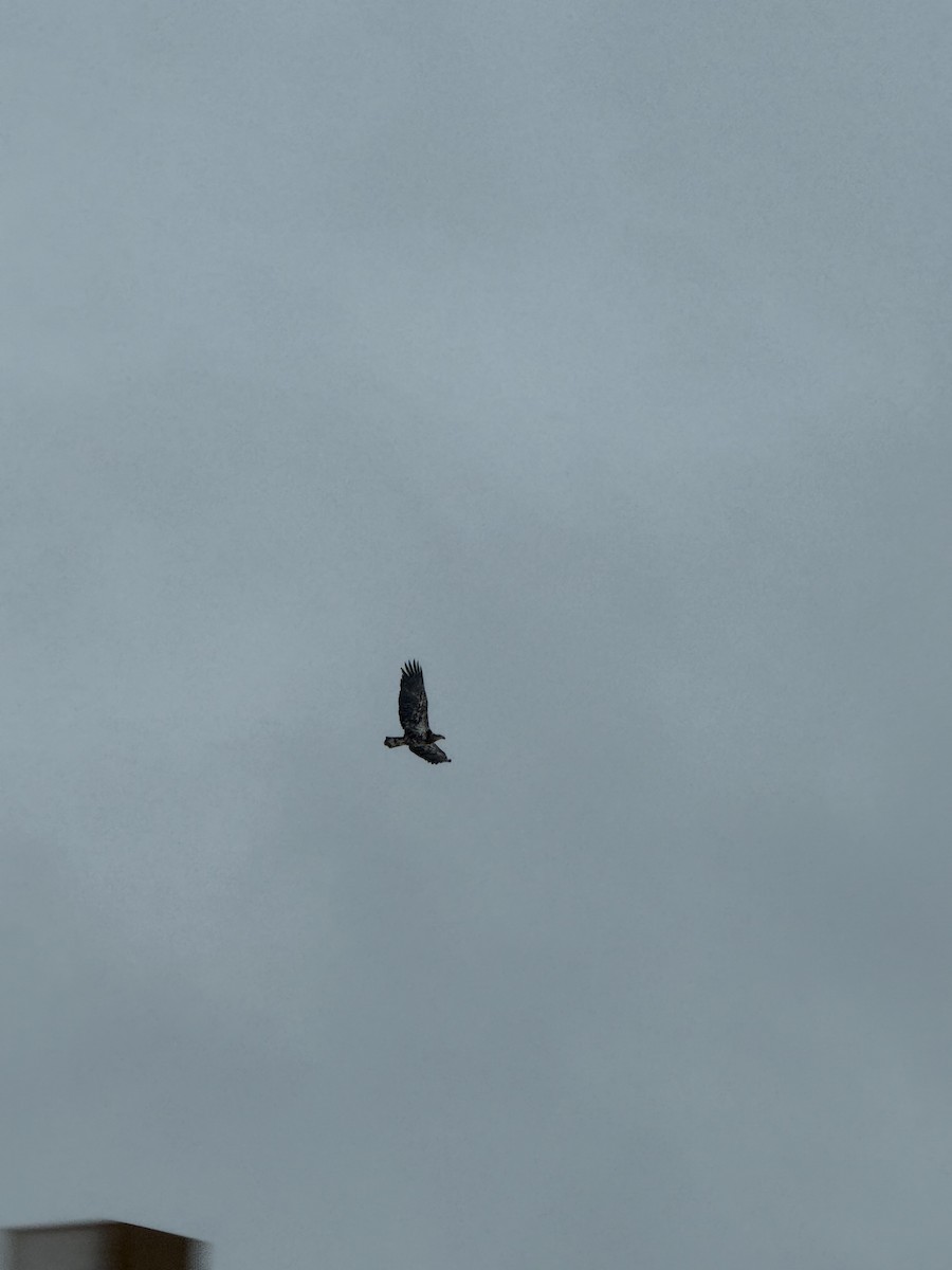 Bald Eagle - ML646118974