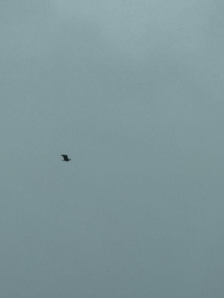 Bald Eagle - ML646118975