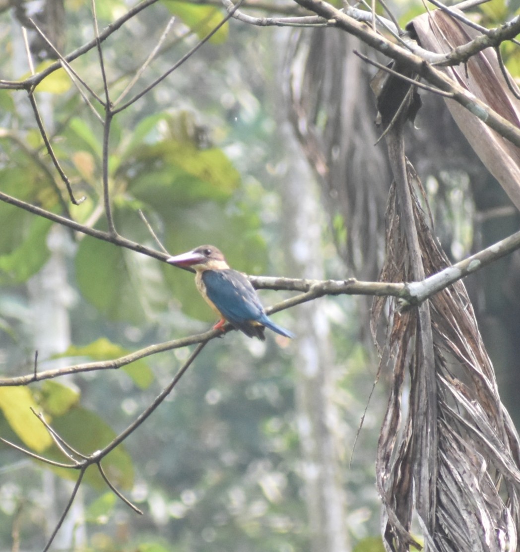 Stork-billed Kingfisher - ML646118983
