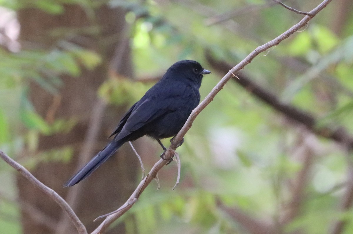 Northern Black-Flycatcher - ML646118990