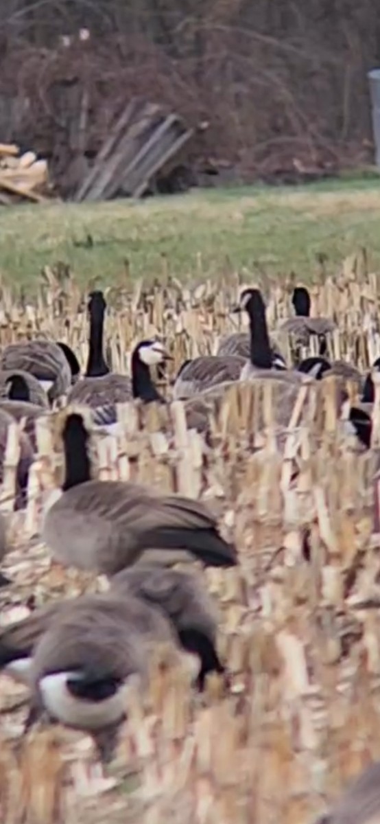 Barnacle Goose - ML646118996