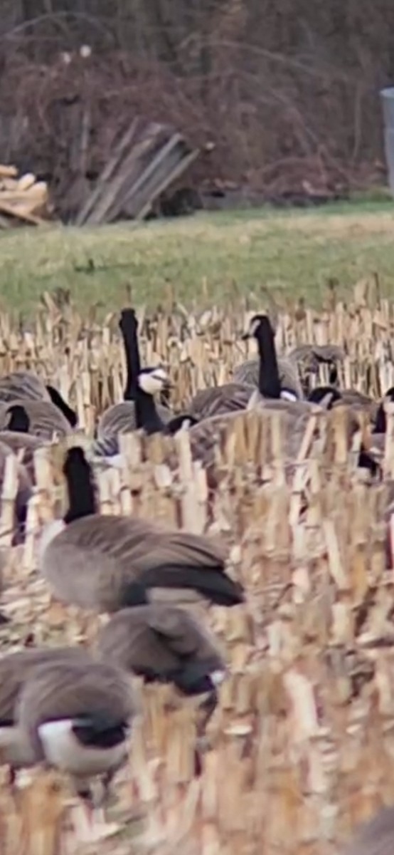 Barnacle Goose - ML646118997