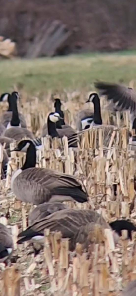 Barnacle Goose - ML646118998