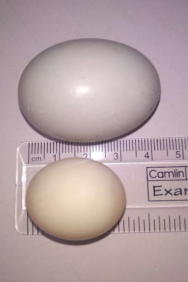 Spotted Dove - ML646119004