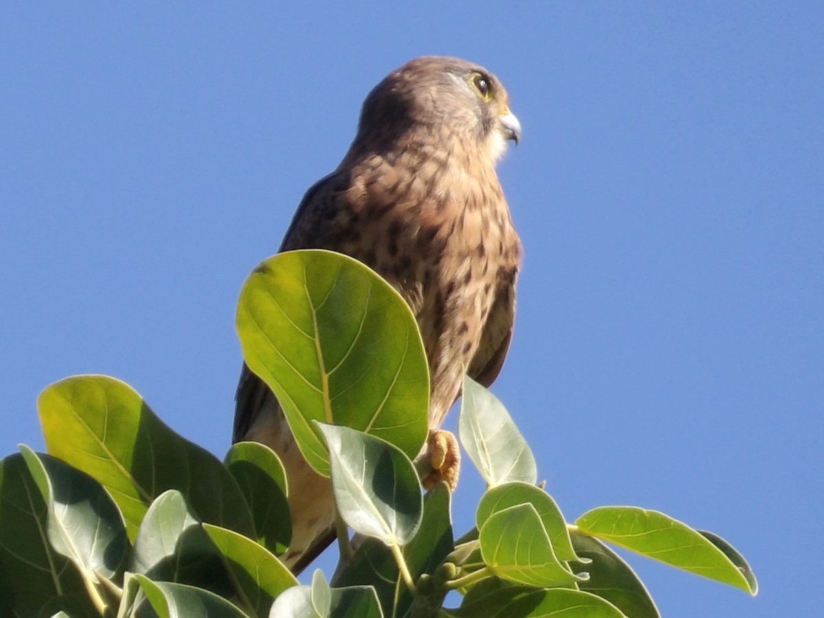 紅隼 - ML646119006