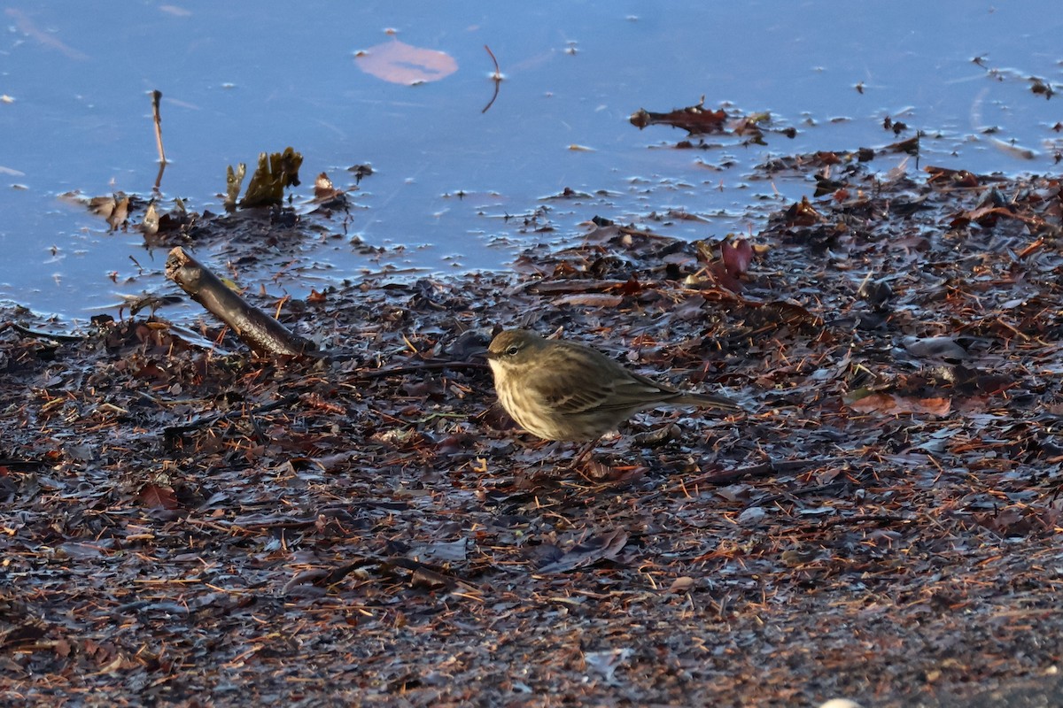 Bisbita Costero - ML646119012