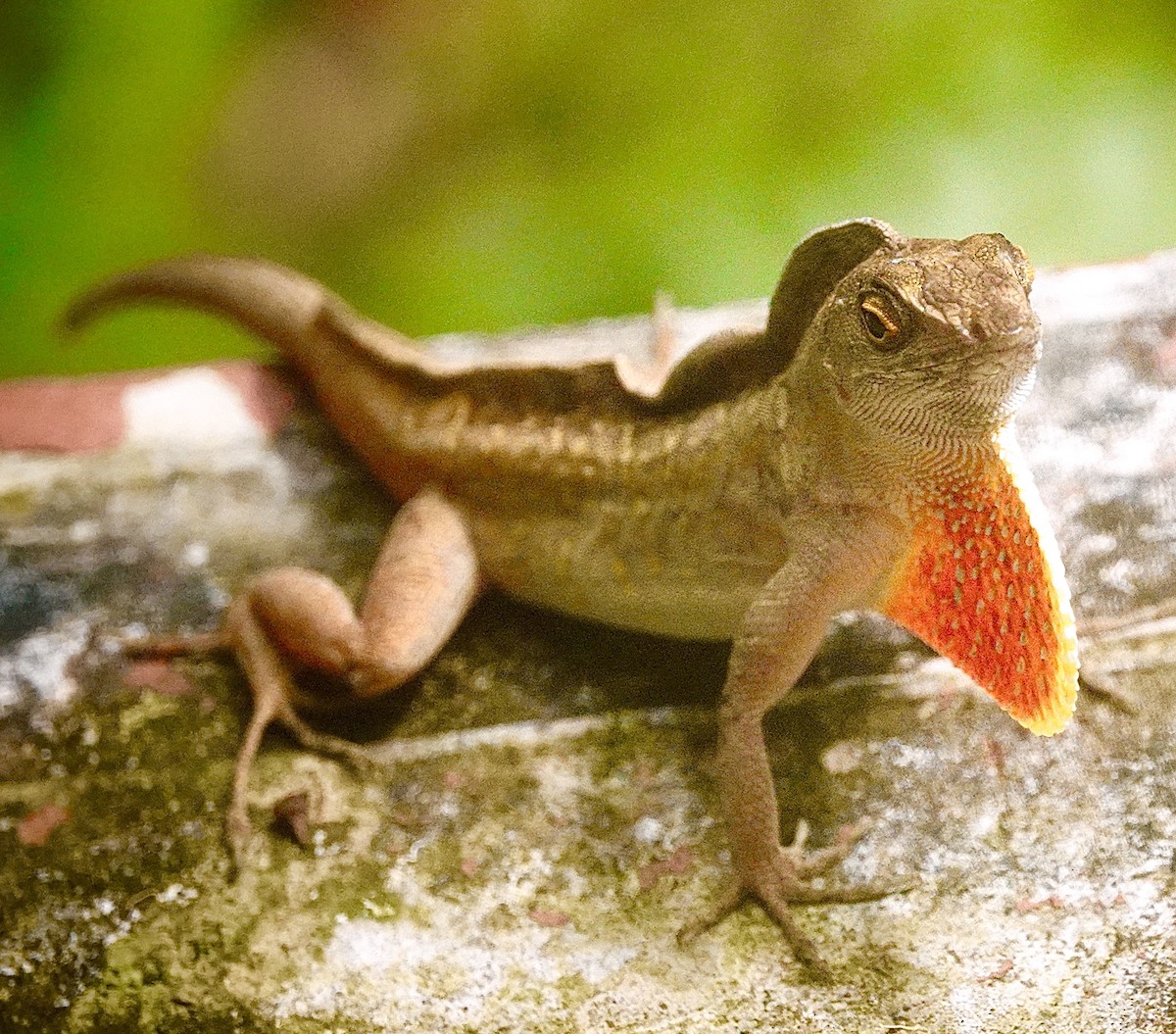 動物界 - ML646119018